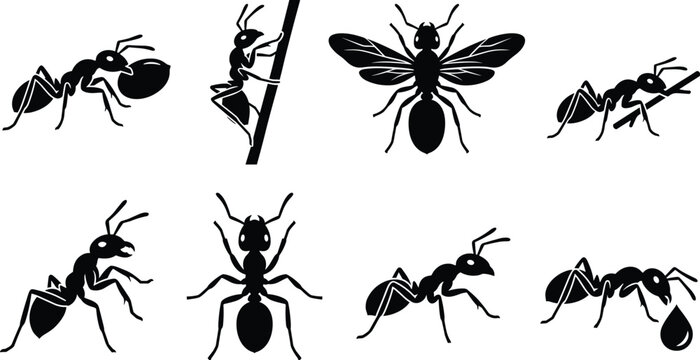 Ant silhouette vector set featuring worker ant flying queen pest control and insect icons