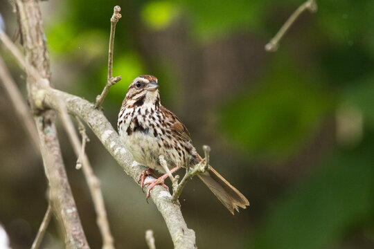 Song Sparrow Perched on a Branch in Elizabethton Tennessee