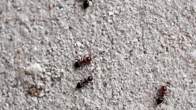 Black carpenter ant macro video