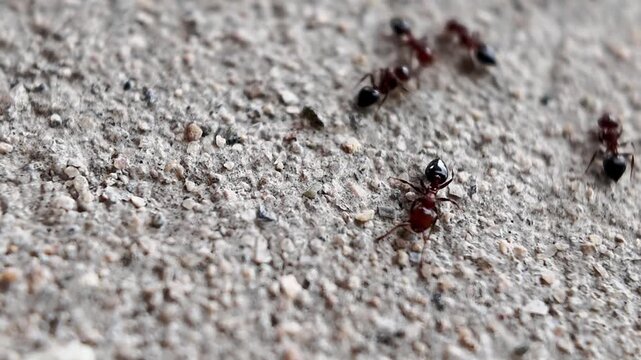 Black carpenter ant macro video