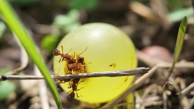 Black carpenter ant macro video