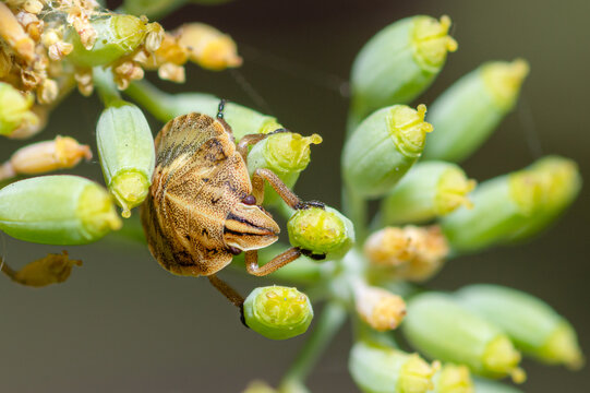 European Striped Shield Bug late instar nymph, Graphosoma Italicum