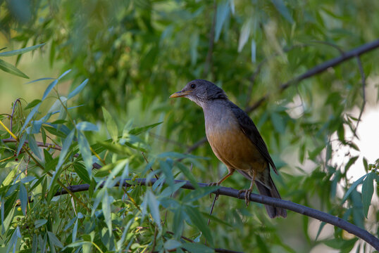thrush on a branch