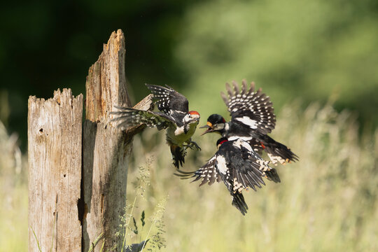 Three Great Spotted Woodpeckers (Dendrocopos major) fighting mid-air over a wooden post in a sunny field near Mrągowo, Masuria, Poland. Action wildlife photography.