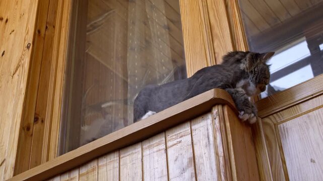 A fluffy cat with a lion cut standing on a wooden balcony ledge looking down