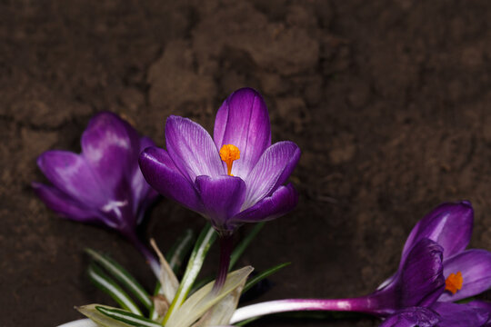 Three crocuses against the background of soil