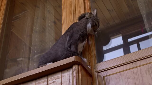 A domestic cat sitting on a wooden balcony ledge looking through the glass window