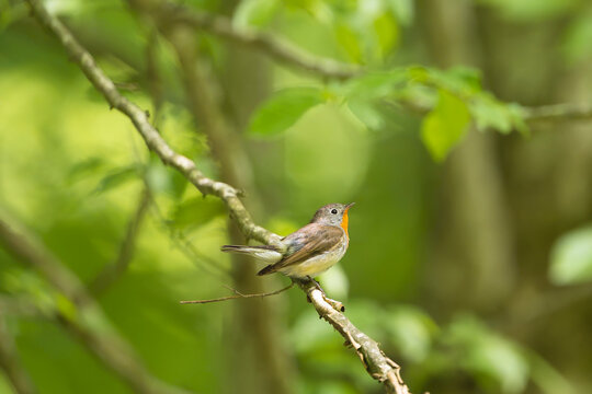Red-breasted flycatcher (Ficedula parva) male perching on a slender tree branch in a lush forest near Mrągowo, Masuria, Poland. Small wild songbird surrounded by green foliage.