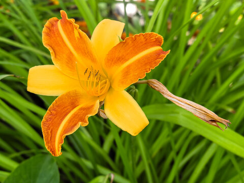 Orange daylily flower blooming against green grass background