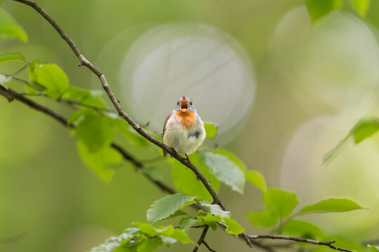 Singing red-breasted flycatcher (Ficedula parva) with open beak perched on a branch, framed by green leaves in a forest near Mrągowo, Masuria, Poland.