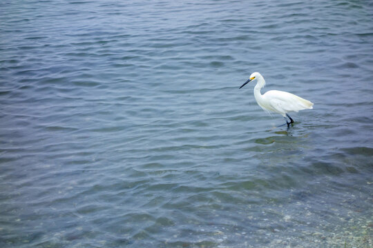 Elegant snowy egret wades through the shallow coastal waters of Mission Bay searching for fish, San Diego, CA