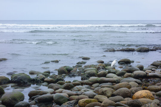 White egret standing on smooth algae covered shoreline rocks beside gentle Pacific ocean waves under calm overcast coastal morning sky, Tourmaline Surf Park, San Diego, CA