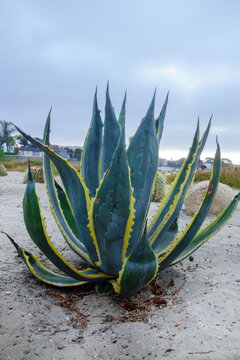 Variegated century plant Agave americana marginata grows in the coastal sand along the calm shoreline of Sail Bay, San Diego