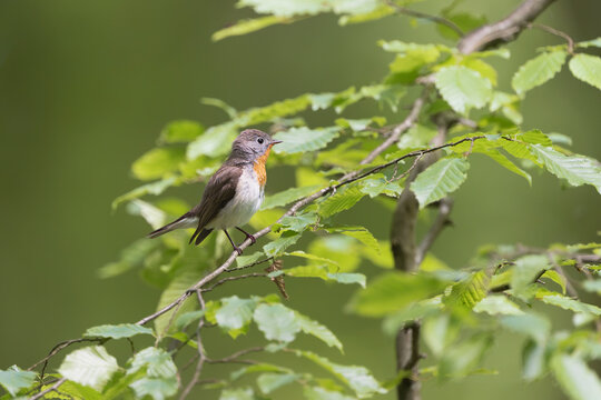 Red-breasted flycatcher (Ficedula parva) perched on a leafy tree branch surrounded by lush green foliage near Mrągowo, Masuria, Poland.