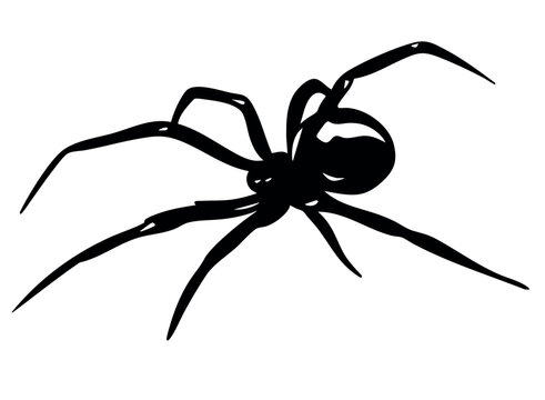Black widow spider silhouette isolated vector illustration