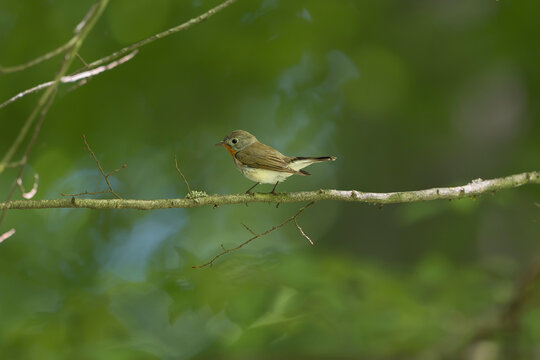 red-breasted flycatcher (Ficedula parva) perches on a thin tree branch in the lush green forest of Mrągowo, Masuria, Poland. Wildlife stock photo in vibrant natural lighting.