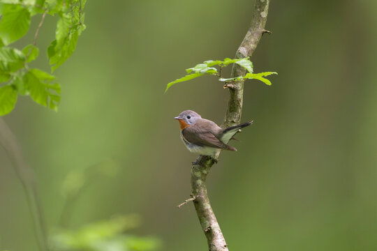 Male red-breasted flycatcher (Ficedula parva) perched on a branch in a green forest near Mrągowo, Masuria, Poland. Wild nature and wildlife stock photography.