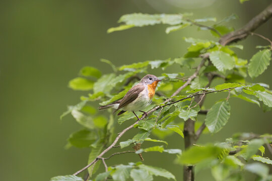 Male red-breasted flycatcher (Ficedula parva) perched on a leafy tree branch in a green forest near Mrągowo, Masuria, Poland. Wild nature stock photo.