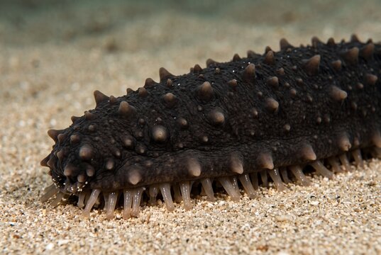 Lateral macro view of a sea cucumber crawling on the sandy ocean floor with visible tube feet