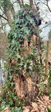 view of beautiful ivy on a tree