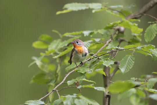 Male red-breasted flycatcher (Ficedula parva) perched on a green branch in a lush forest near Mrągowo, Masuria, Poland. Wild songbird stock photography.