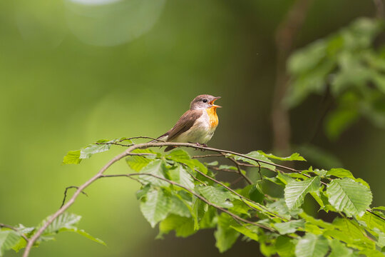 red-breasted flycatcher (Ficedula parva) perches amidst leafy green tree branches near Mrągowo, Masuria, Poland. Natural forest setting with soft bokeh background.