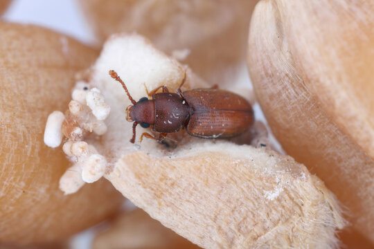 Ahasverus advena, the foreign grain beetle, is a species of beetle in the family Silvanidae. It is related to the sawtoothed grain beetle.
