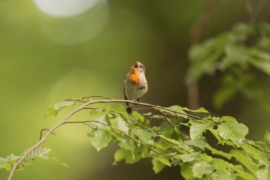Red-breasted Flycatcher (Ficedula parva) singing on a leafy branch near Mrągowo, Masuria, Poland. Small songbird perched in a lush green forest with soft bokeh background.