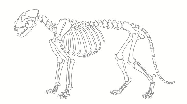 Detailed illustration of a feline skeleton in profile view.