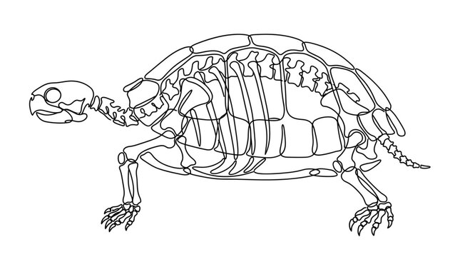 Detailed Turtle Skeleton Anatomy Outline Drawing.