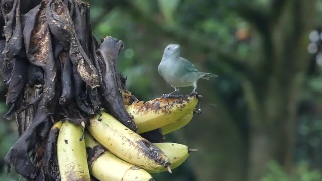 Wild Sayaca Tanager Feeding on Banana