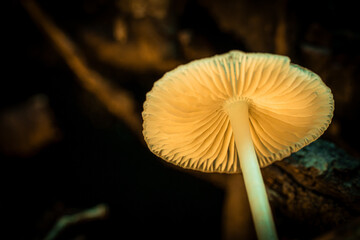 Macro Detail of Mushroom Gills Glowing From Underneath © Gaston