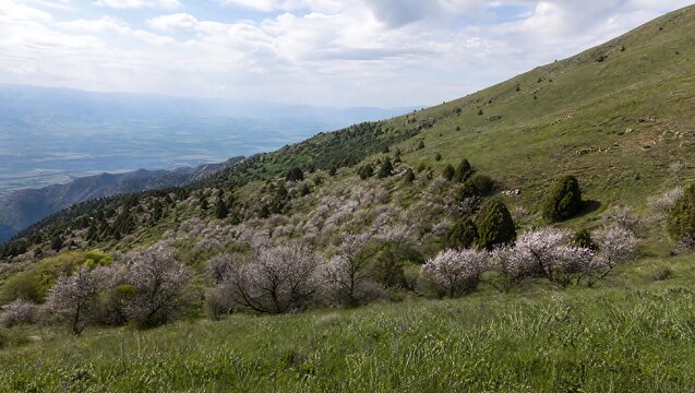 Apple blossom meadow on a grassy hillside with distant mountains