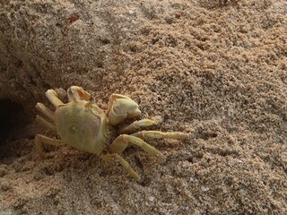 Wild Ghost crab hiding on the seashore of Qulaan beach in red sea in Egypt © Rania