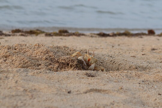 Wild Ghost crab hiding on the seashore of Qulaan beach in red sea in Egypt