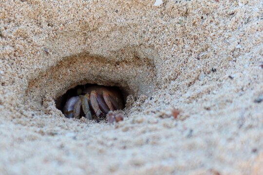 Wild Ghost crab hiding on the seashore of Qulaan beach in red sea in Egypt