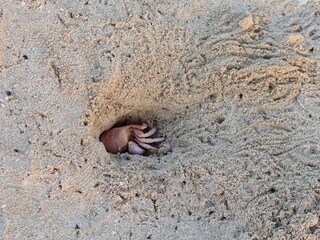 Wild Ghost crab hiding on the seashore of Qulaan beach in red sea in Egypt © Rania