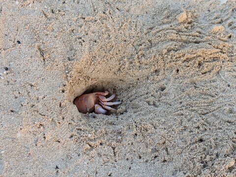 Wild Ghost crab hiding on the seashore of Qulaan beach in red sea in Egypt