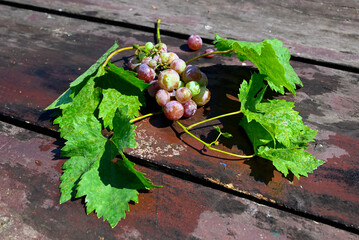Top view of a small bunch of fresh ripe red and green grapes adorned with large, vibrant green vine leaves and stems, resting on a rustic, weathered dark wooden table.  © Alena