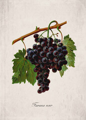 Obraz premium Farana noir Classic Red Wine Grape Variety, Botanical Illustration