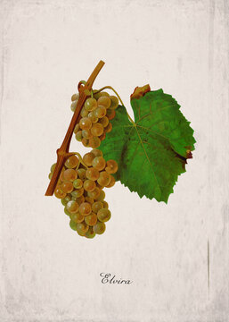 Elvira Classic White Wine Grape Variety, Botanical Illustration