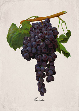 Gatela Classic Red Wine Grape Variety, Botanical Illustration