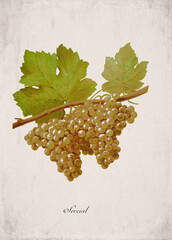 Obraz premium Sercial Classic White Wine Grape Variety, Botanical Illustration