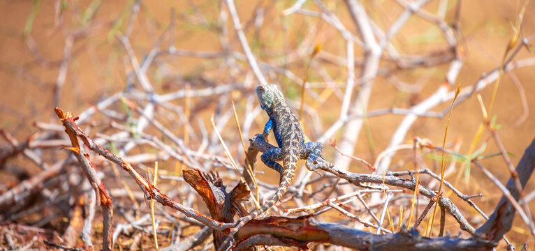The blue agama sits in ambush on sand and branches and hunts for insects. Beautiful blue lizard close-up in the wild.