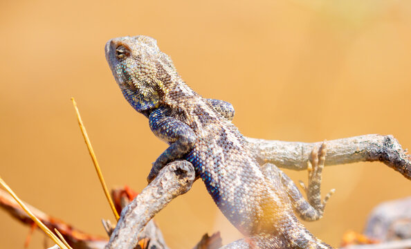 The blue agama sits in ambush on sand and branches and hunts for insects. Beautiful blue lizard close-up in the wild.