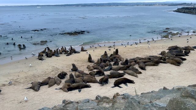 Sea Lions Resting at San Carlos Beach During Annual Gathering in Monterey California 4K