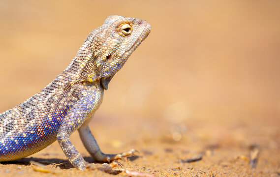 The blue agama sits in ambush on sand and branches and hunts for insects. Beautiful blue lizard close-up in the wild.