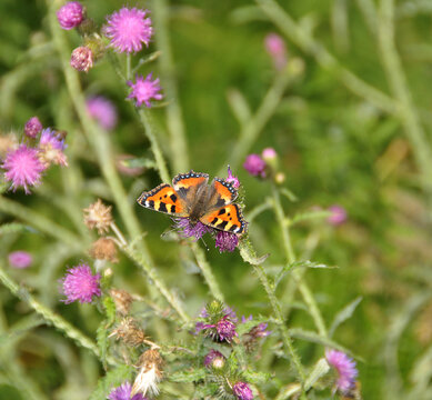 Schmetterling kleiner Fuchs