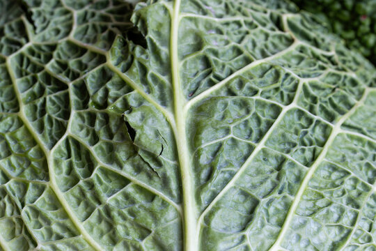 Savoy cabbage leaf structure, macro close-up.