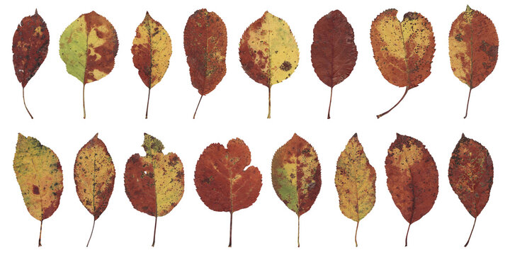 Autumn apple leaves isolated on white background. Herbarium fall foliage collection